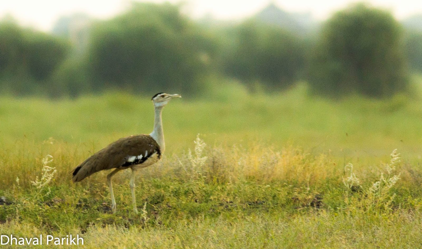 Bustard in Indian grassland habitat
