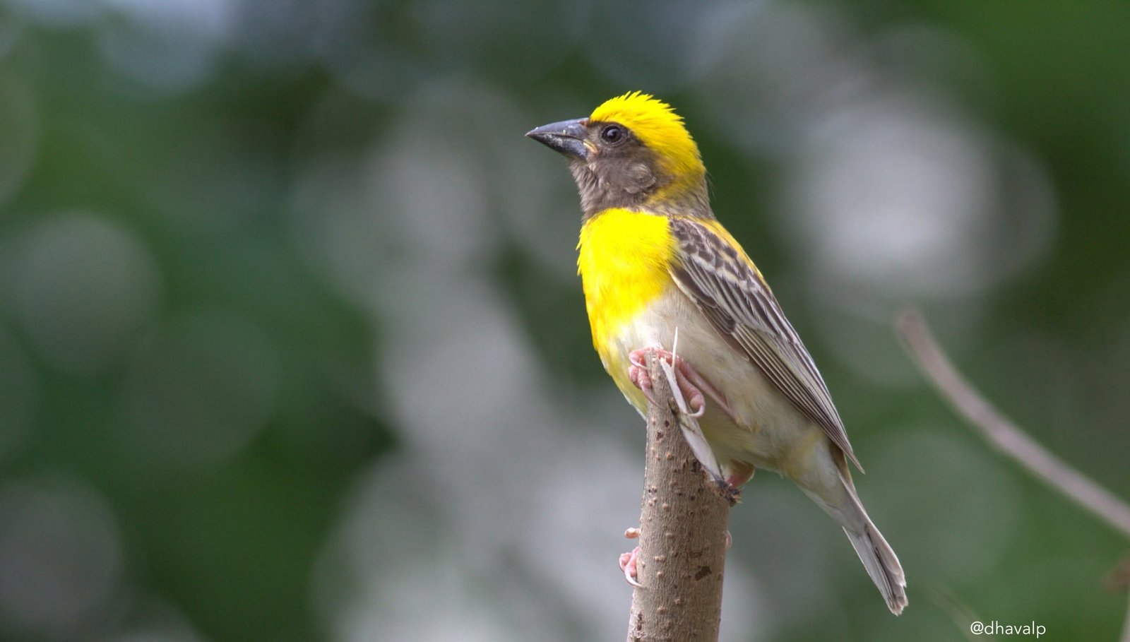 Baya Weaver bird perched on branch